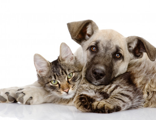 How Animals Can Help Our Mental Wellbeing